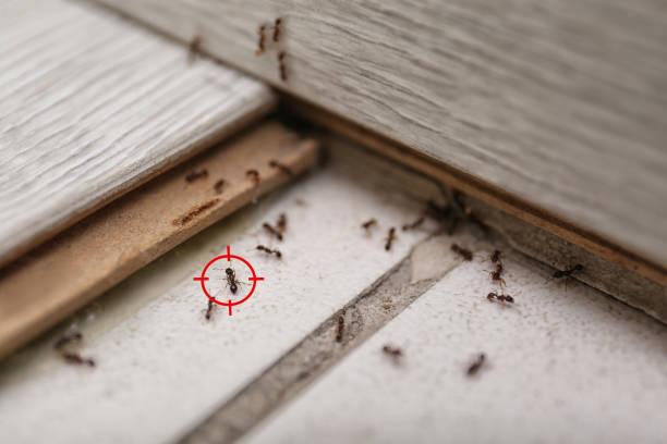 Best Pest Prevention Services  in Difficult Run, VA