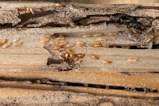 Best Pest Inspection Near Me  in Difficult Run, VA